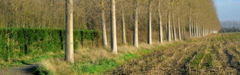 REGENSOILL: Building a Living Lab for Soil Restoration in Lille Metropole